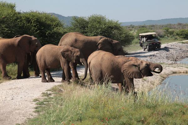 Tau Game Lodge Madikwe viltreservat Exteriör bild