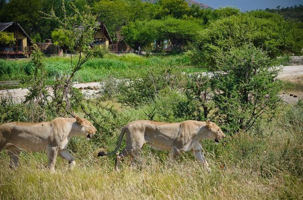 Tau Game Lodge Madikwe viltreservat Exteriör bild